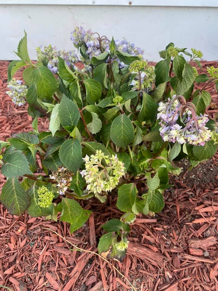 Hydrangea drooping