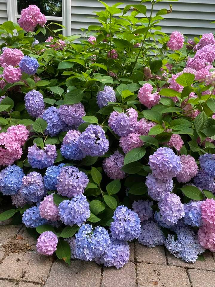 Hydrangea growth rate