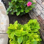Hydrangea yellowing