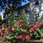 Organic mulch for hydrangeas