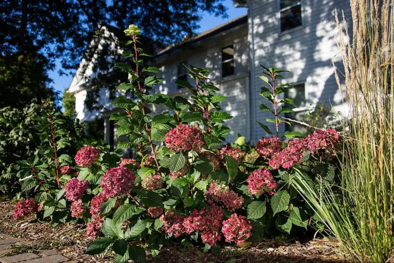 Organic mulch for hydrangeas