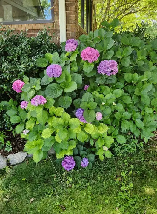 Hydrangea not blooming