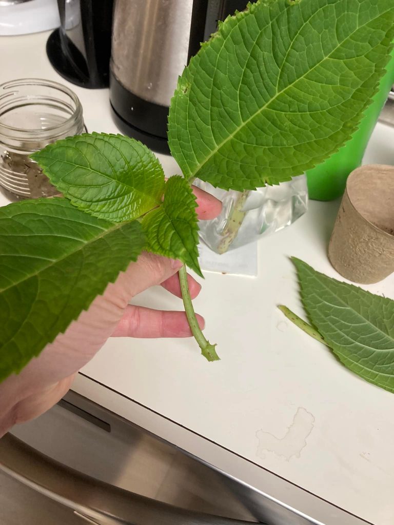 Hydrangea propagation