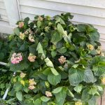 Hydrangea wilting