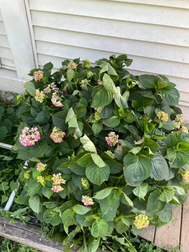 Hydrangea wilting