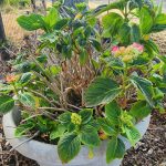 Hydrangea root rot