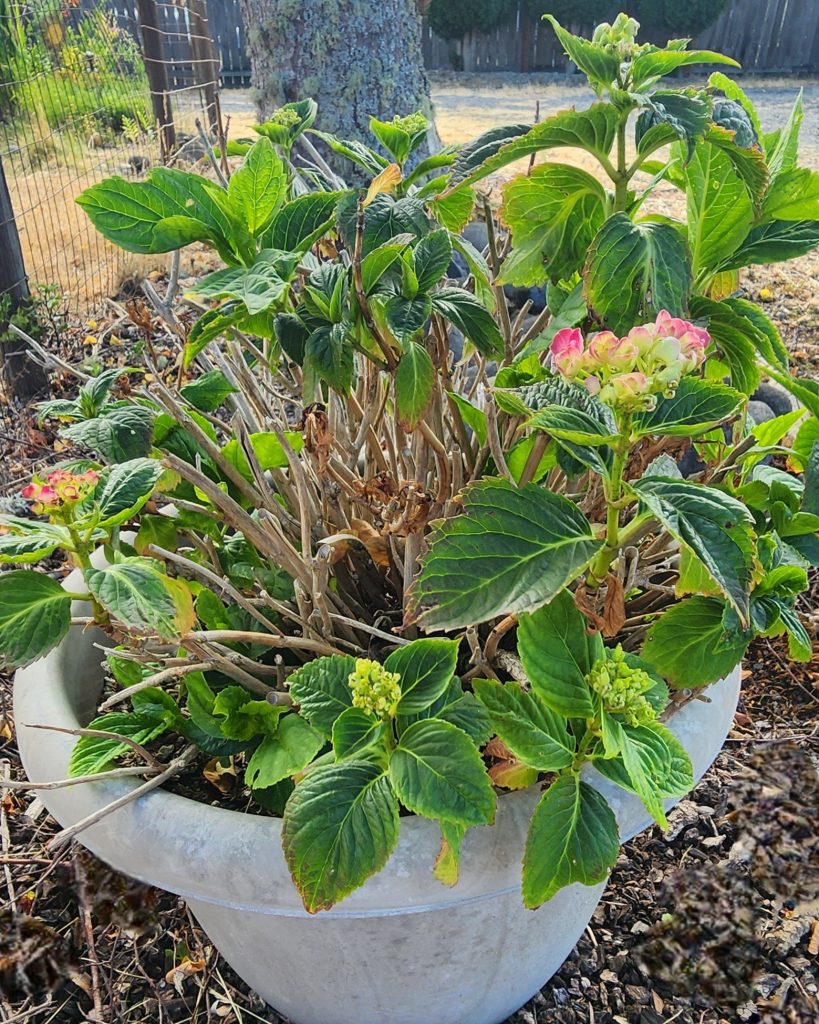 Hydrangea saved from root rot
