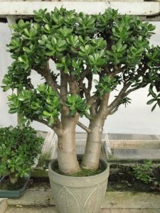 Different types of Jade plant