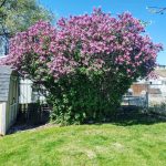 The Lilac Tree