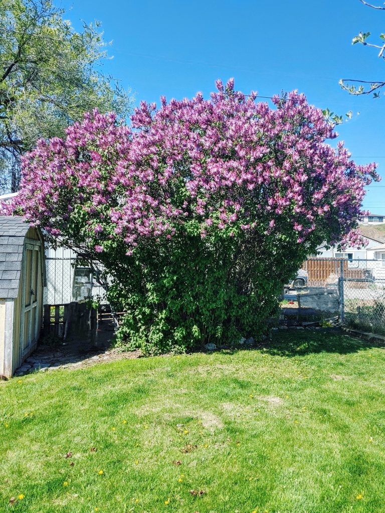 The Lilac Tree