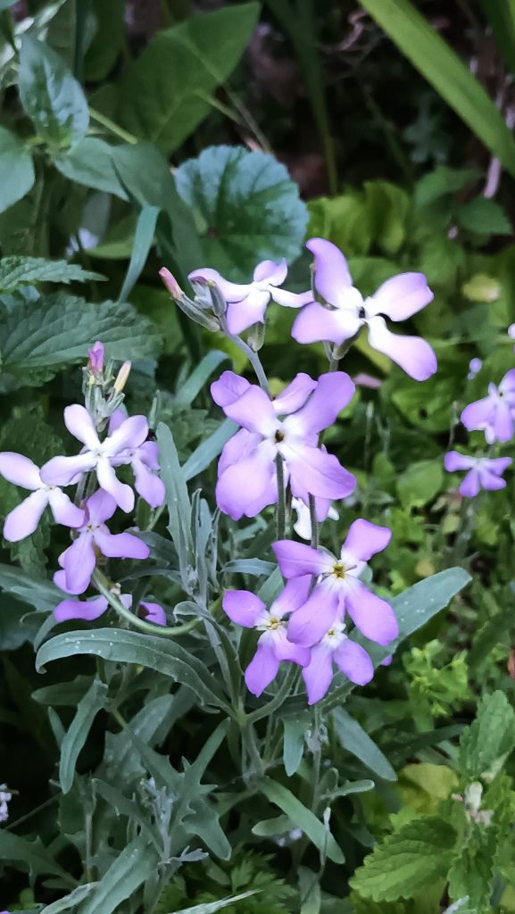 Matthiola longipetala