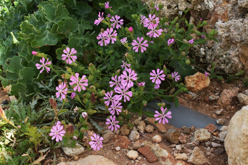 Mediterranean Catchfly