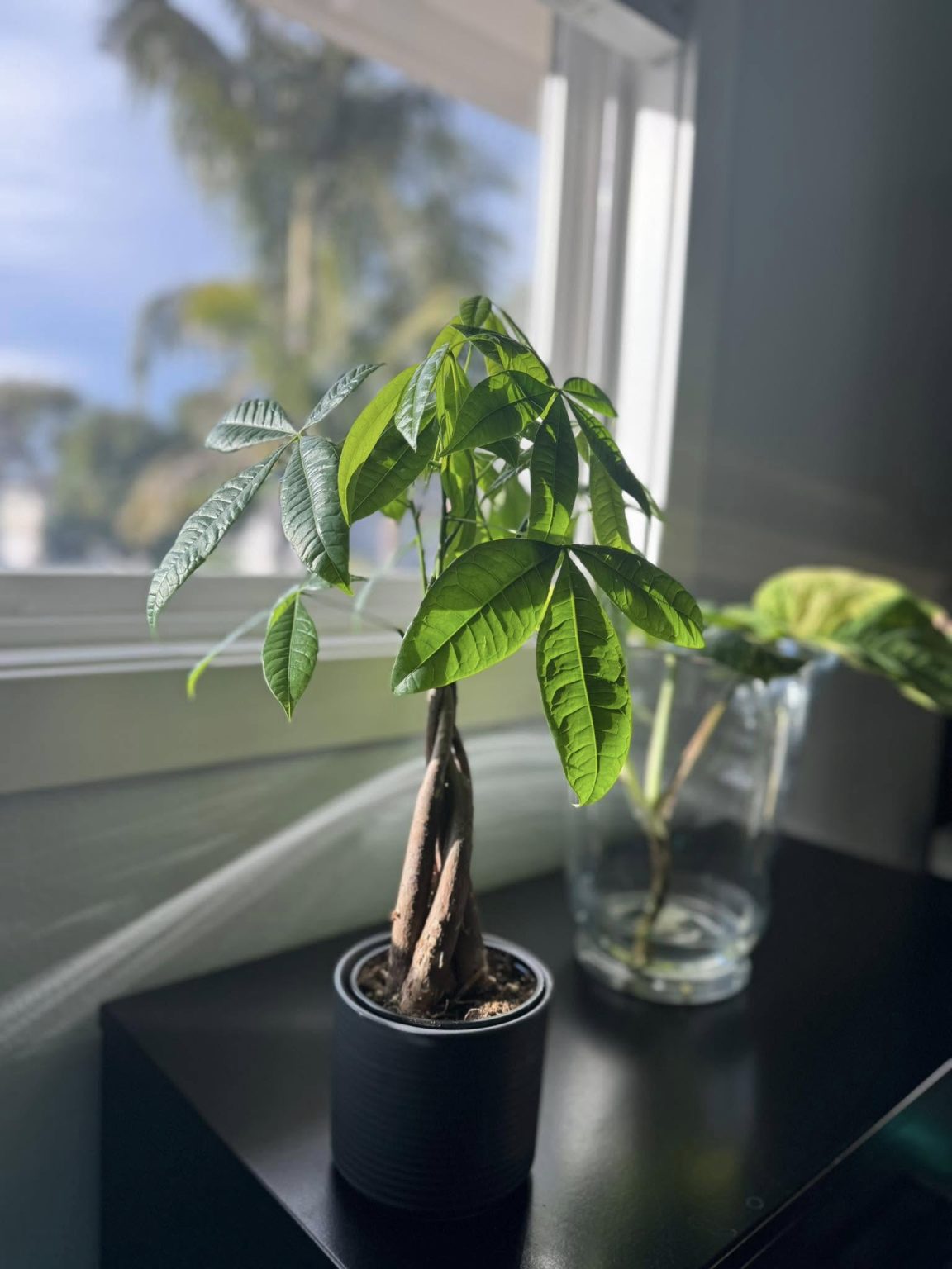 Understanding Money Tree: History, Care Details and Common Problems ...