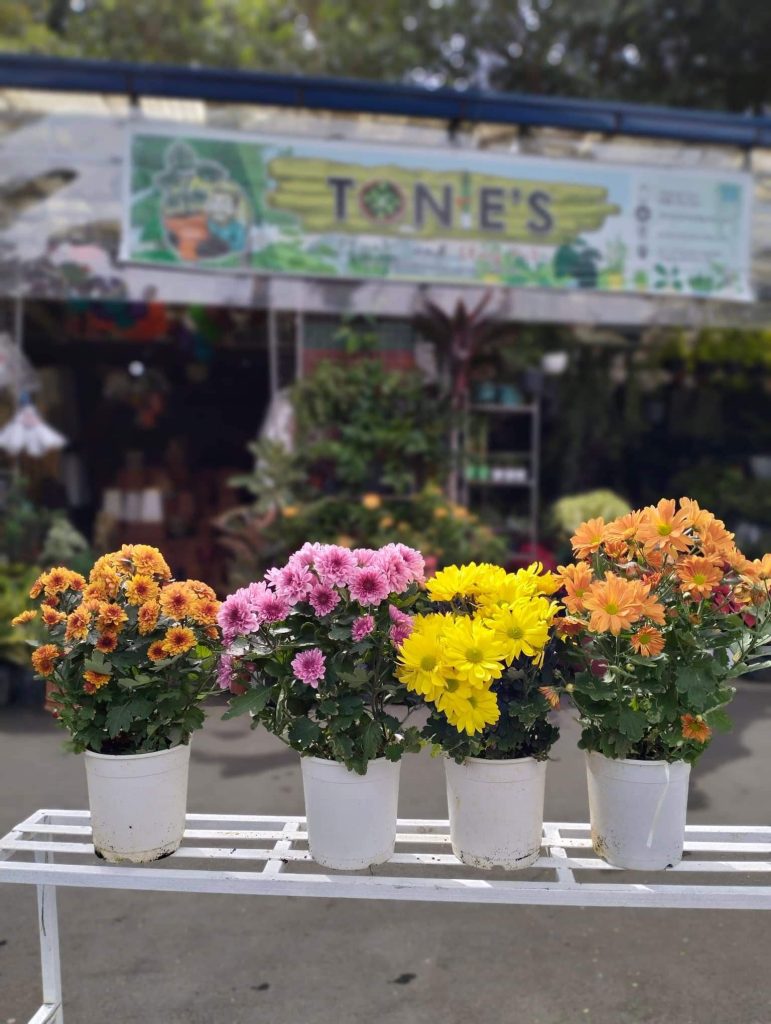 The best time to buy mums