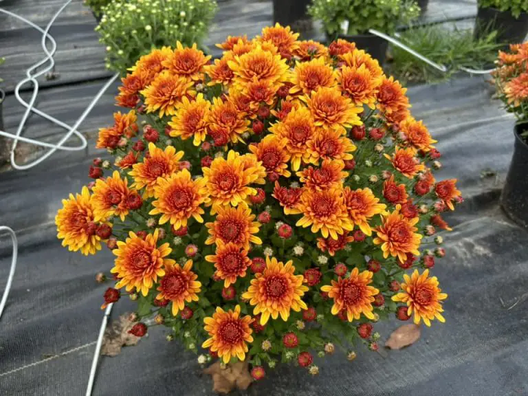 Growing mums in shade