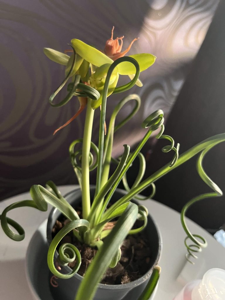 Fizzle Sizzle Flower