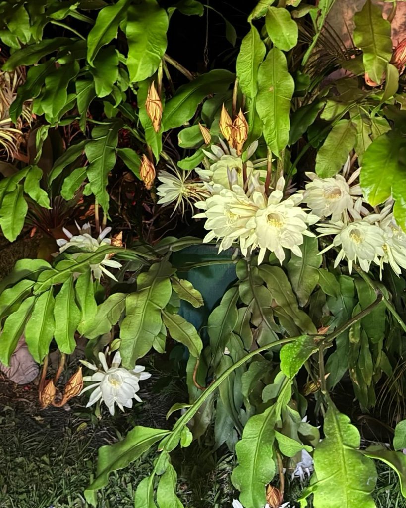 Night-blooming cereus 
