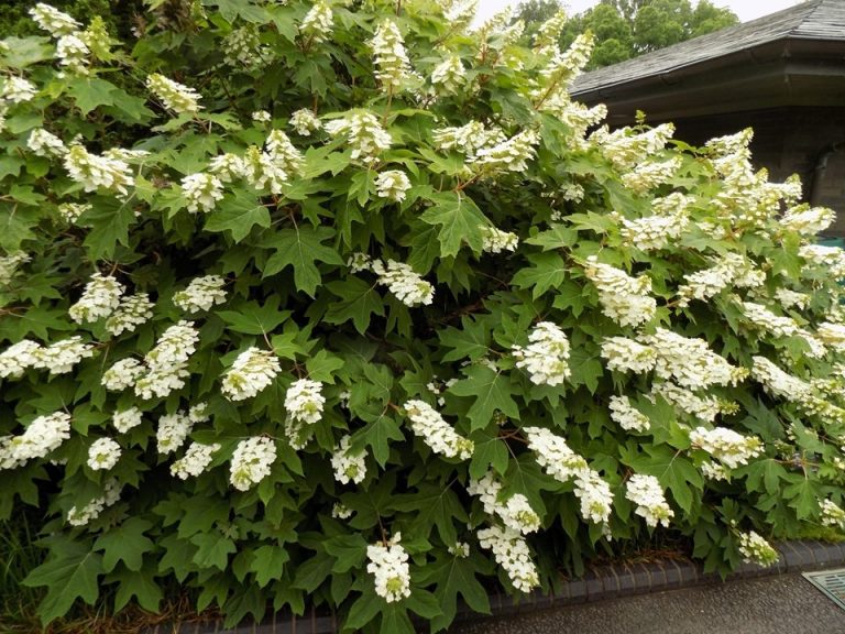 Oakleaf Hydrangea