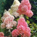 Panicle hydrangeas