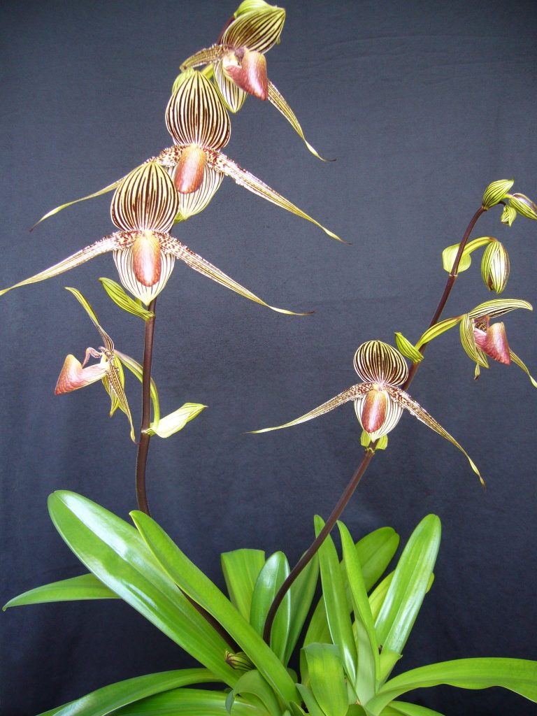 Rothschild’s Slipper Orchid