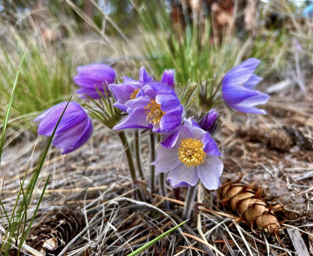 Pasque flowers