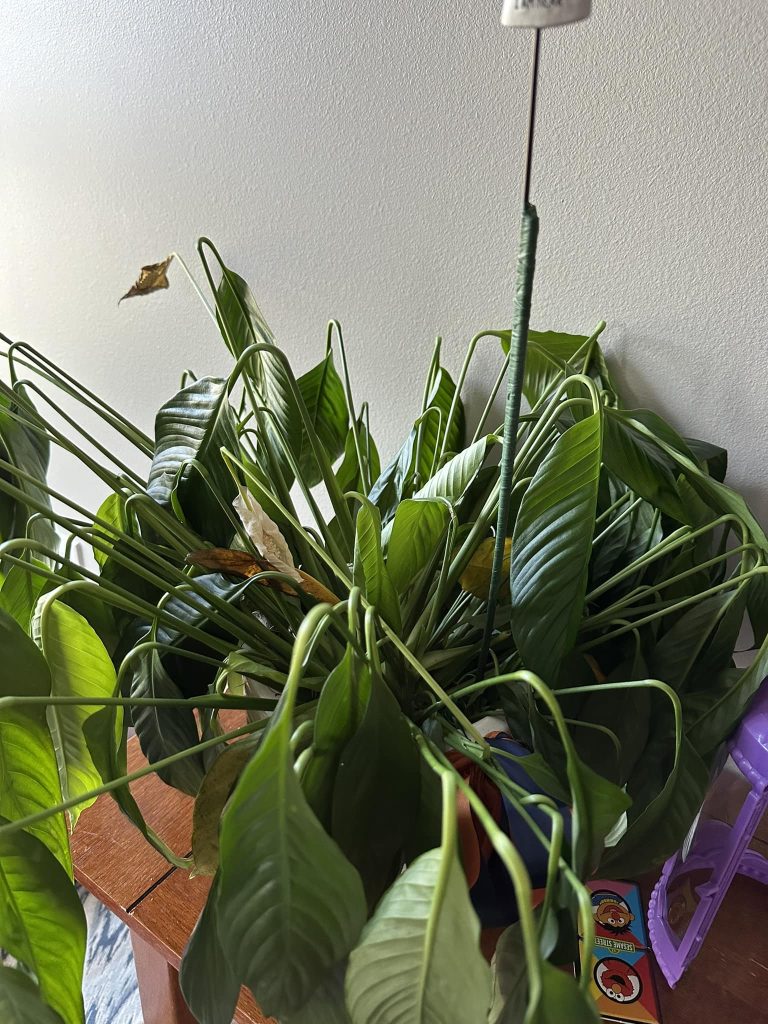 Peace lily droopy