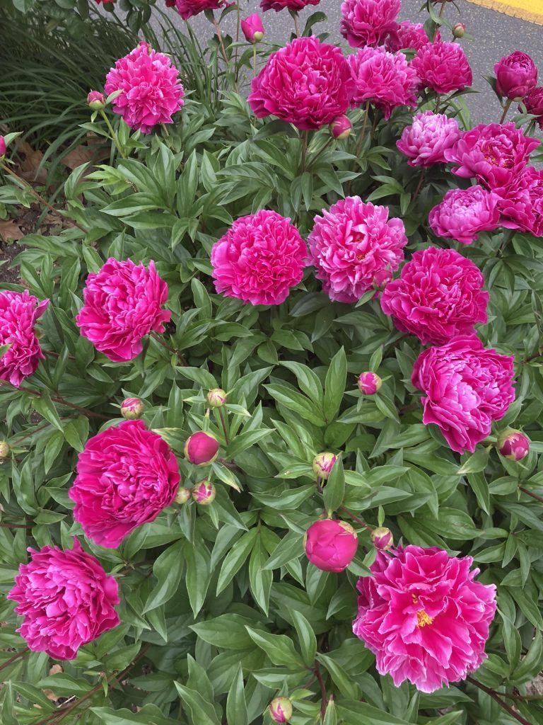 Peonies 