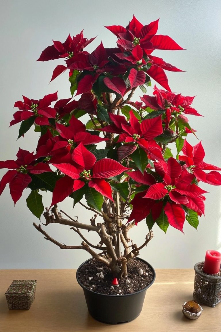 poinsettia plant