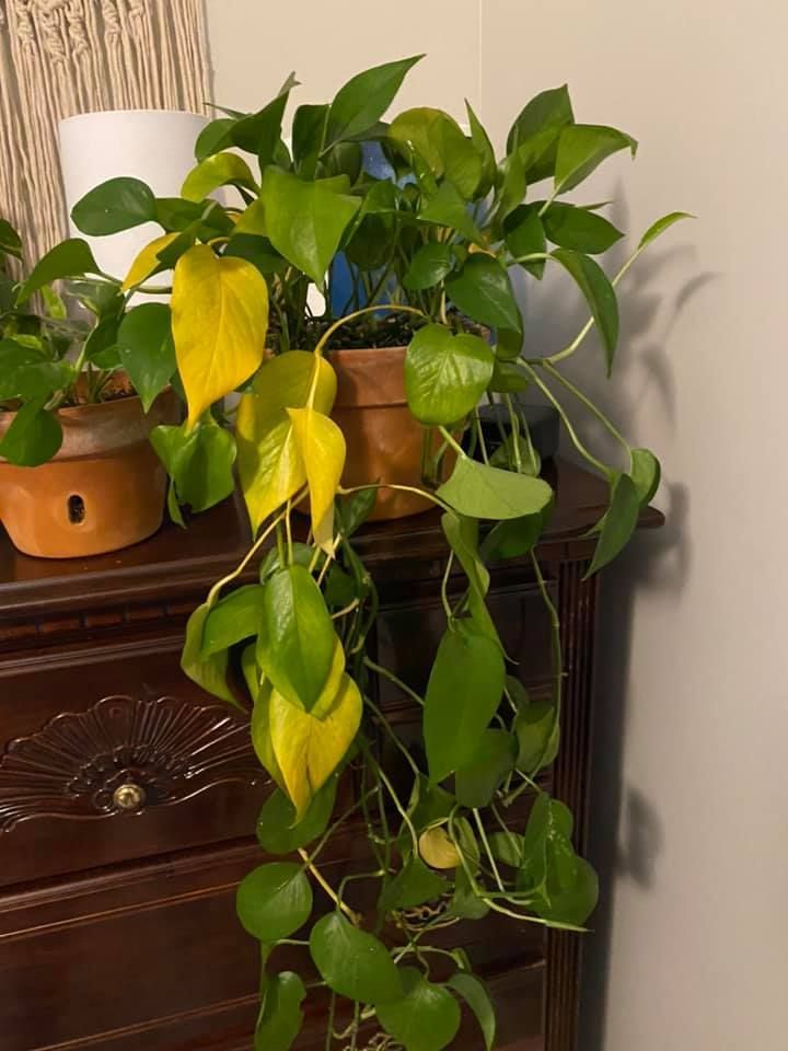 Pothos leaves turning yellow