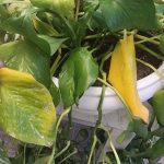 Pothos problems