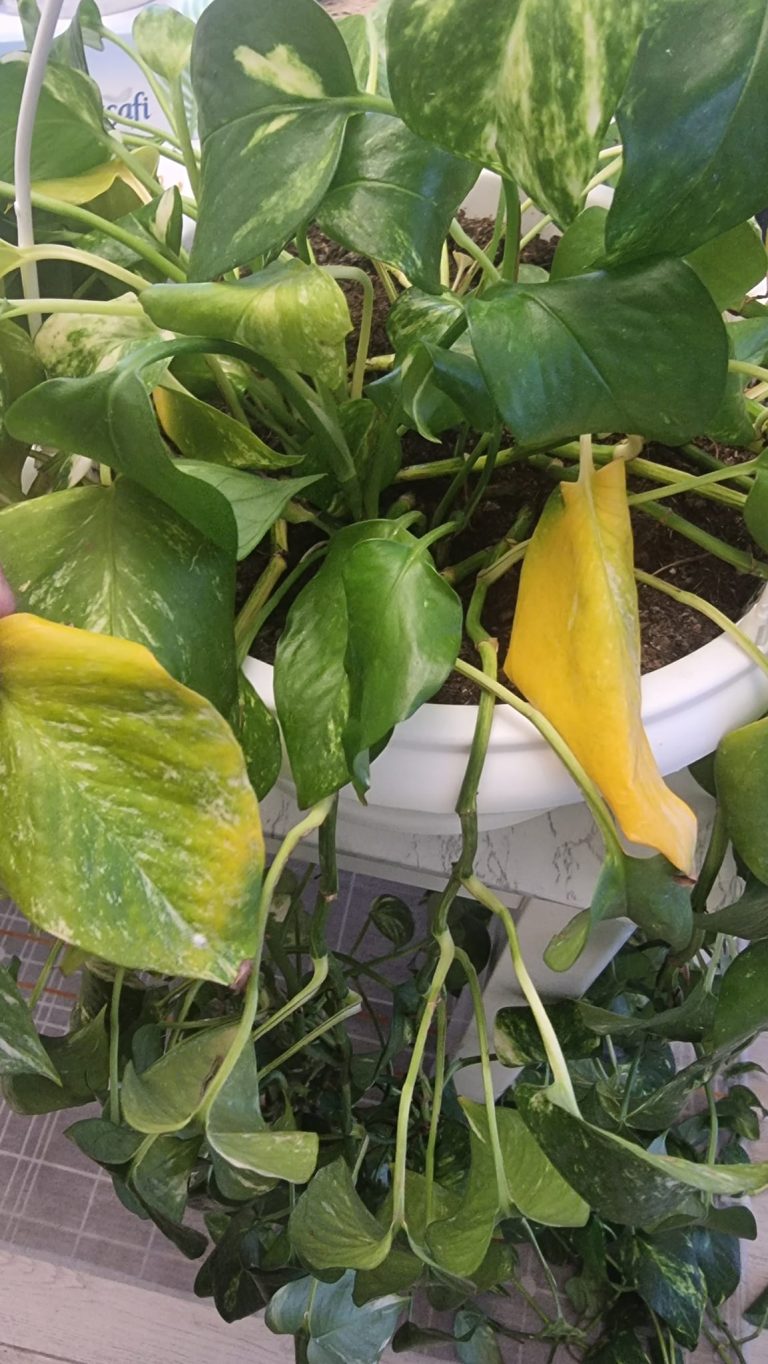 Pothos problems