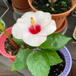 How to propagate hibiscus