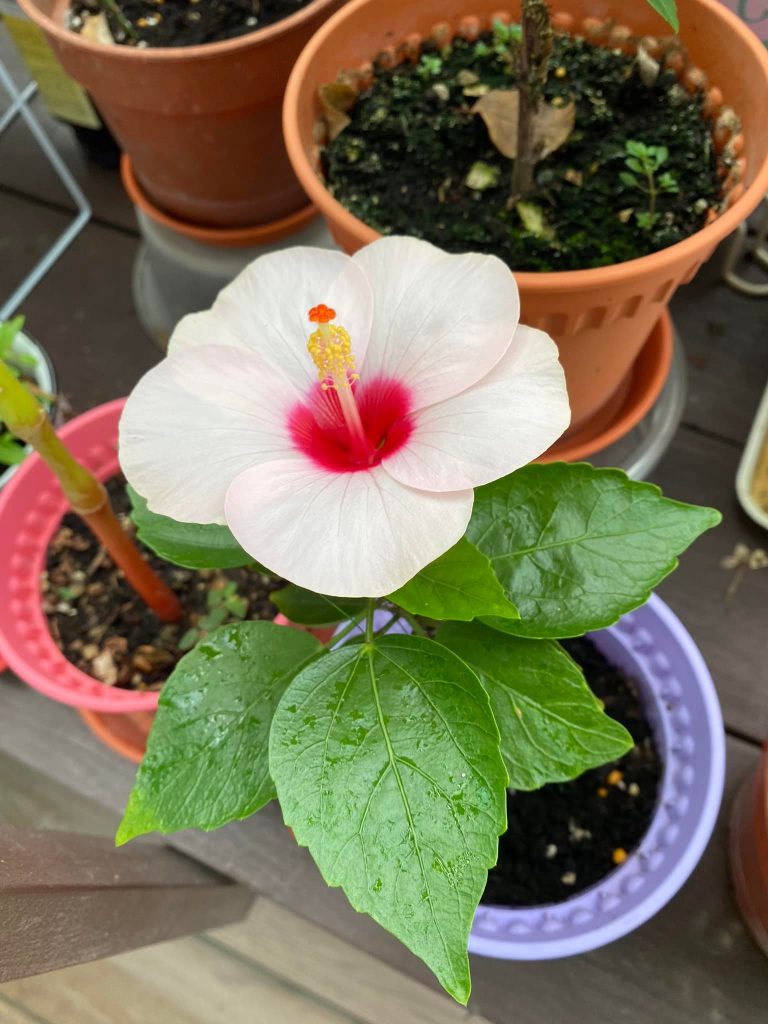How to propagate hibiscus