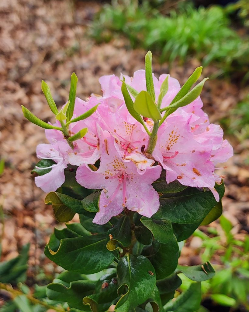 Rhododendron chapmanii