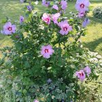 Rose of Sharon Flower