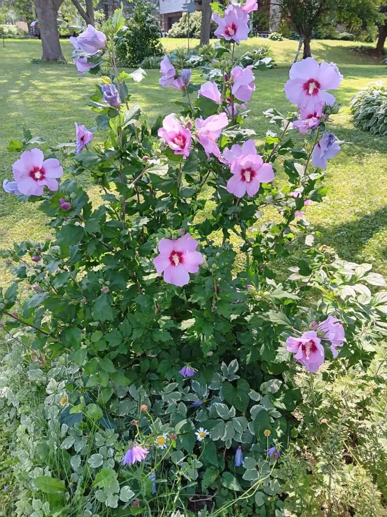 Rose of Sharon Flower