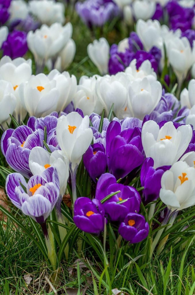 Saffron Crocus (Crocus sativus)