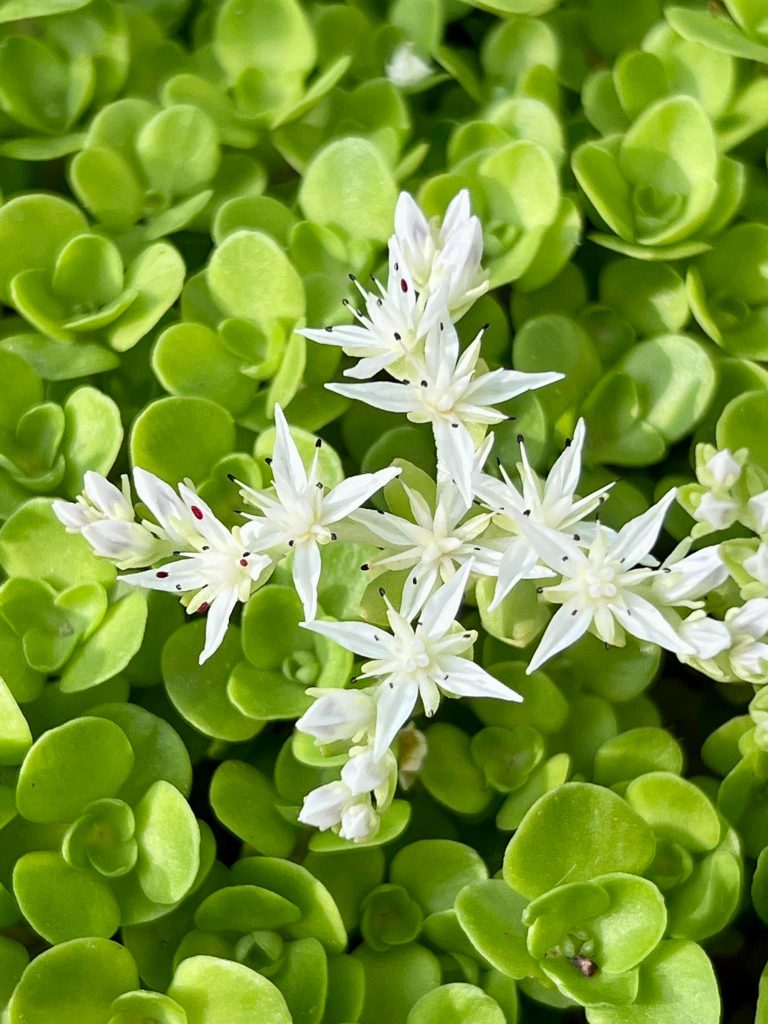 Sedum ternatum