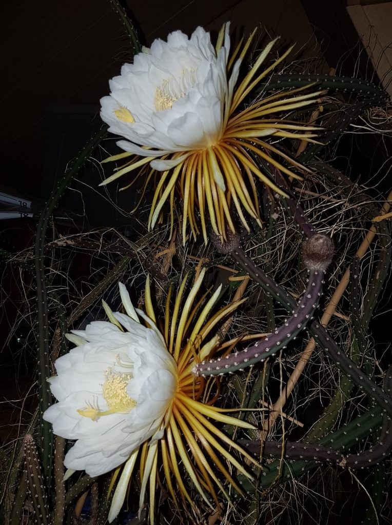 Selenicereus grandiflorus