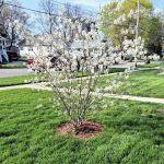 Serviceberry