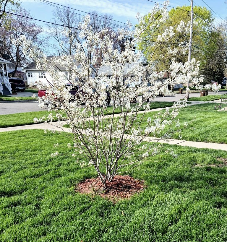 Serviceberry