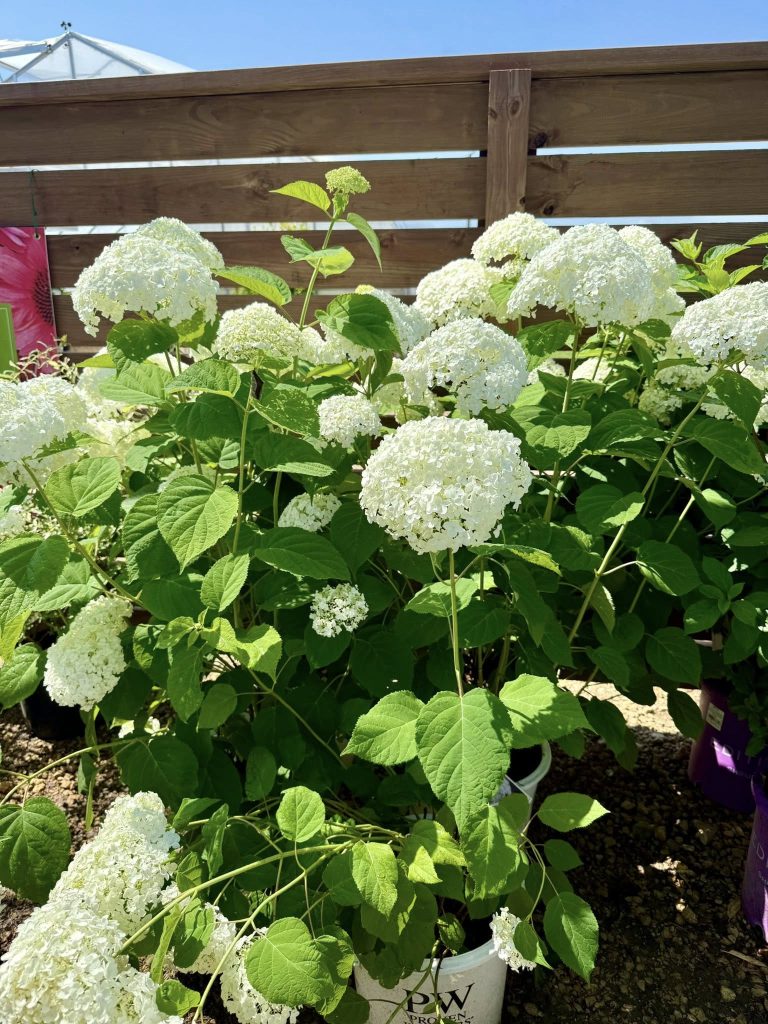 Smooth hydrangeas