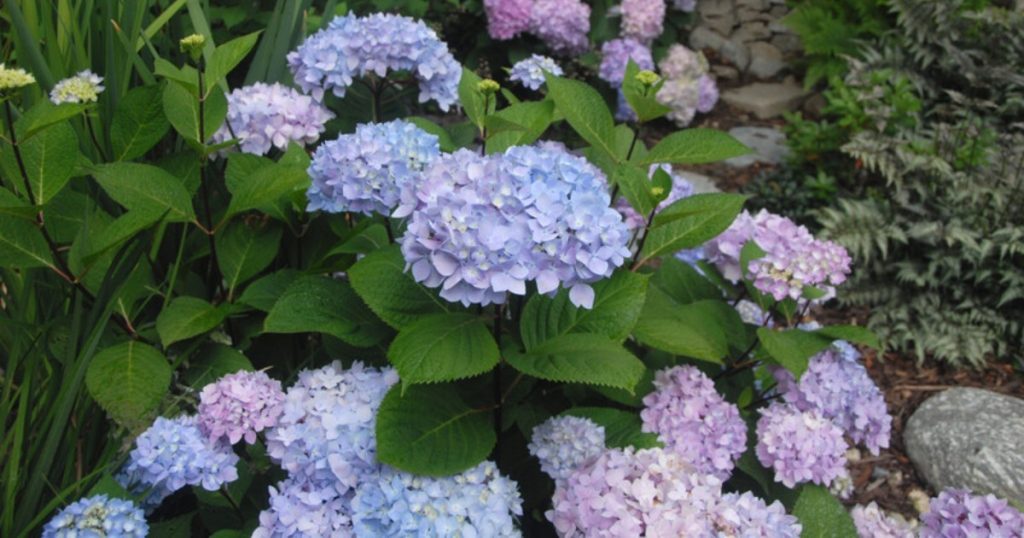 Smooth hydrangeas