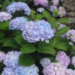 Smooth hydrangeas