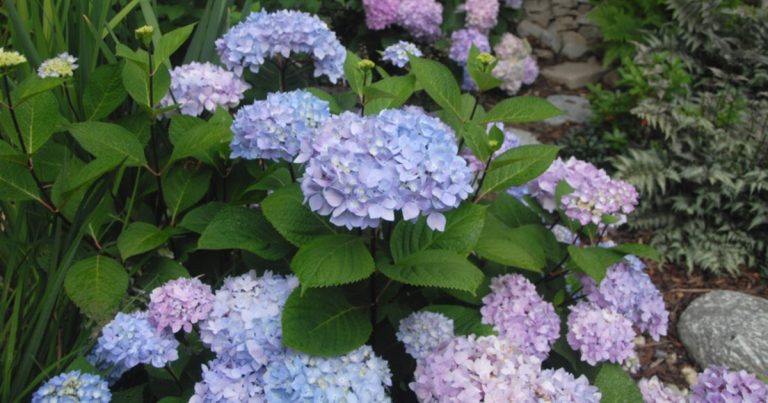 Smooth hydrangeas