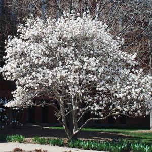 Star Magnolia Tree