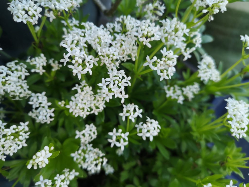 Sweet woodruff
