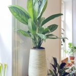 The Chinese Everegreen Plant