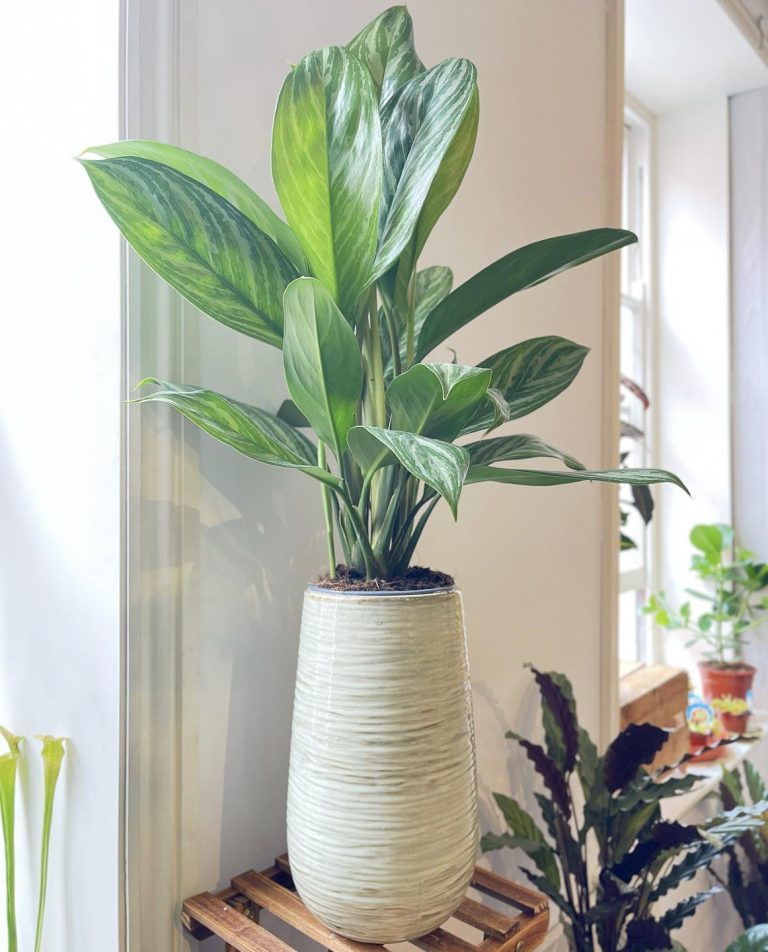 The Chinese Everegreen Plant