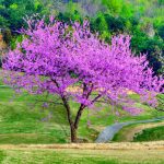 Eastern Redbud Tree Details